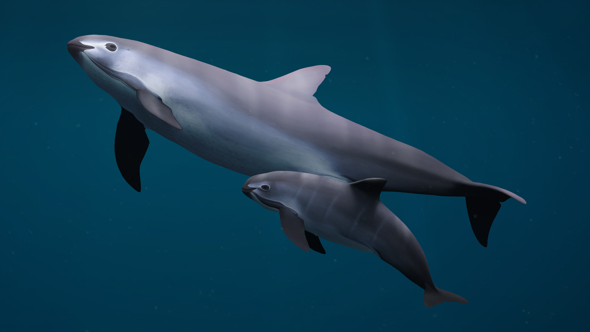 Painting of a vaquita female and calf