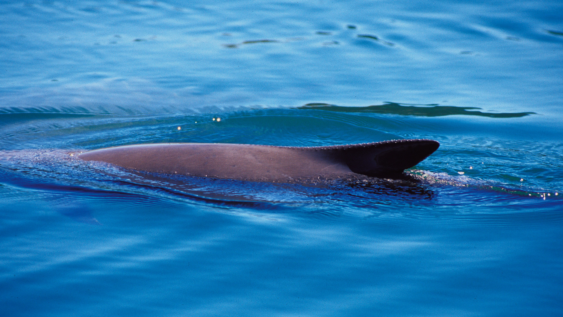 A close-up of a Burmeister's porpoise on the surface