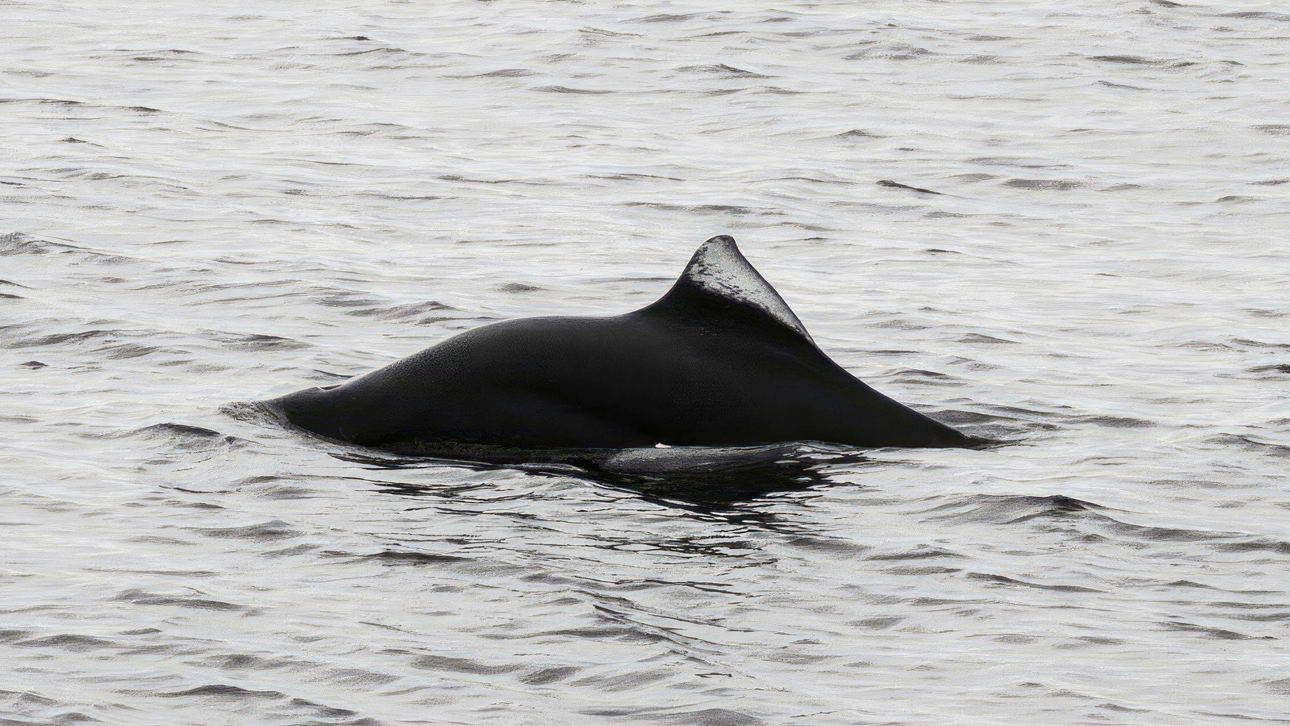 A close-up of a Dall's porpoise on the surface