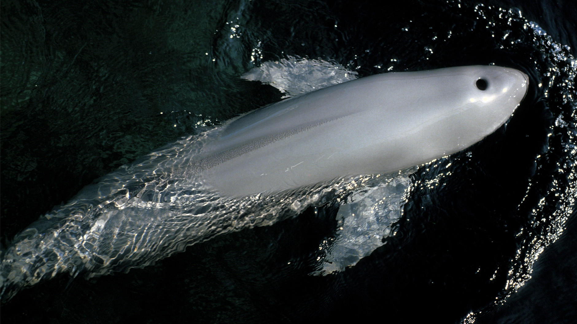 A finless porpoise on the surface, seen from above