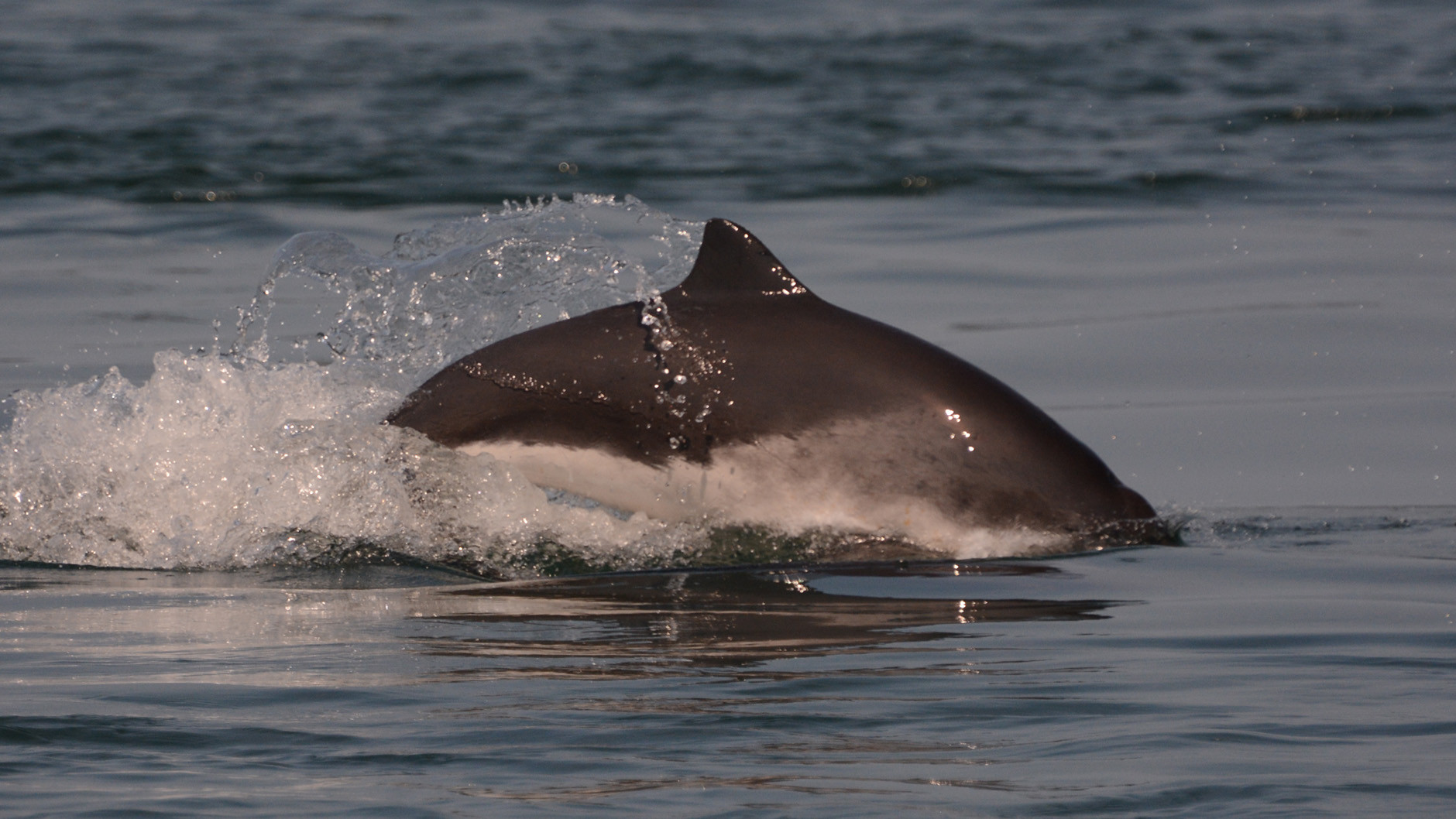 Photograph of a Harbour Porpoise surfacing